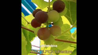 Pokok Anggur Berbuah G Cantik Segar