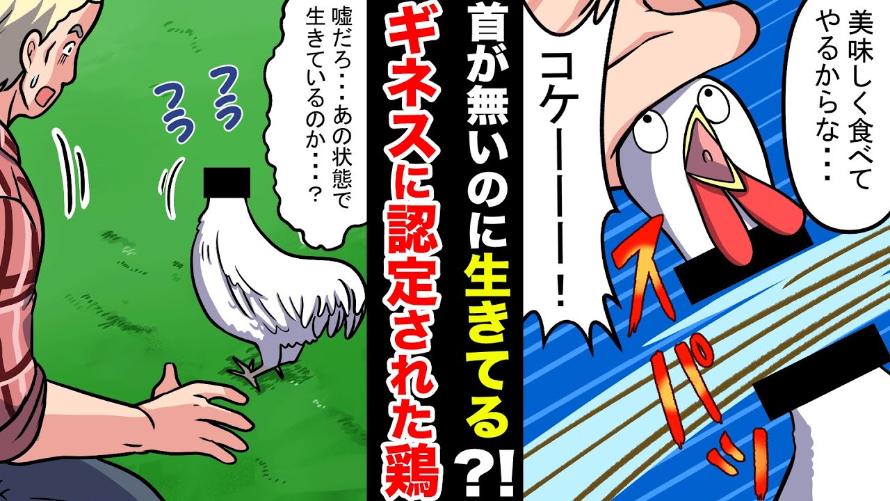 【実話】胴体だけで1年半生きる!?奇跡のニワトリの話