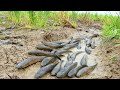 amazing fishing! A fisherman Catch fish a lot in mud little water at rice field Catch by best hand