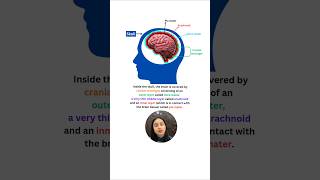 Human Brain | Structure &amp; Functions #neet #shorts #ytshorts #class11 #biology #study #exam #yt