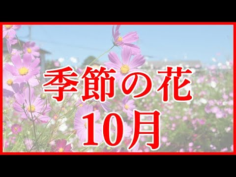 季節 の 花 10 月 Youtube