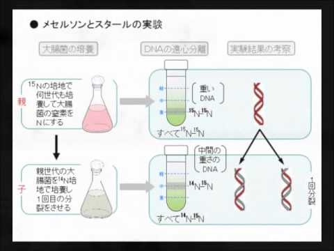 半保存的複製プレゼンの一部 Youtube