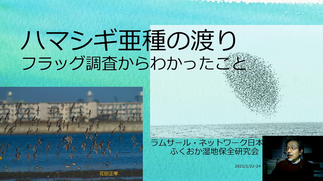ハマシギ亜種の渡り-フラッグ調査からわかったこと 柏木実(ラムサール・ネットワーク日本)、服部卓朗(ふくおか湿地保全研究会) - YouTube