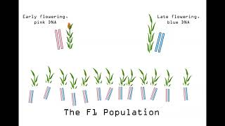 Genetic Mapping Part 4 - Finding Genes