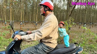 Download Lagu Kyo asks Dad to buy milk for little monkey BuNa in the cutest way! MP3