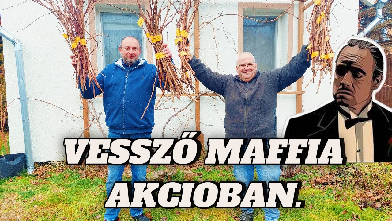 VESSZŐ MAFFIA AKCIÓBAN  #szőlőskertek #csemegeszőlő