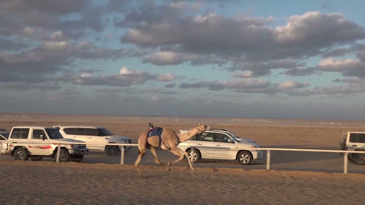 الشوط 4 لقايا قعدان 4كم ( عزالجيش: مشعل بن محمود الشامي) سباق الميادين 6