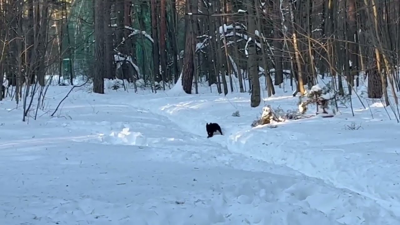 Счастливая жизнь БУЛЬДОГА #viphit #dogtrekking #healthydog #frenchbulldog