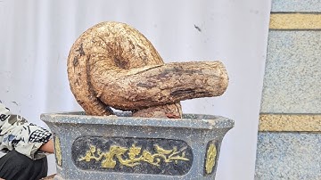 củ cóc chua(X) siêu quái nghệ thuật lh 0795050333