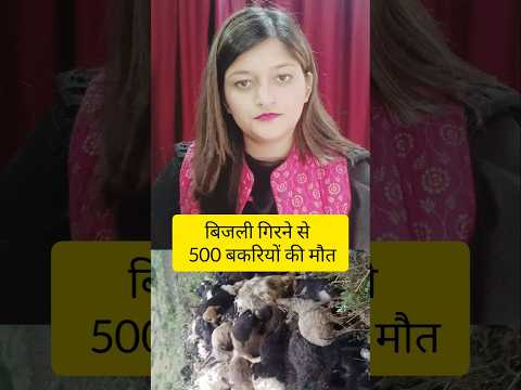 उत्तराखंड के चमोली जिले में बिजली गिरने से 500 बकरियों की मौत#breakingnews #chamoli #uttarakhand