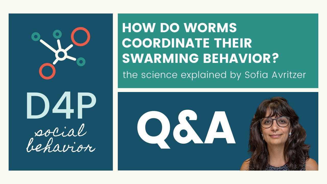 [DP4: Social behavior] Q&A on How do worms coordinate their swarming behavior?