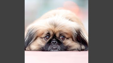 Vintage Backdrops for Calming Down with Puppy