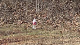 Two Liter Soda Bottle Explosive Target Vs .22 Rifle - CHEAP TARGETS