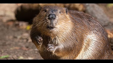 Windows 98 "Memphis" 4.10.1900 RC4 Beta