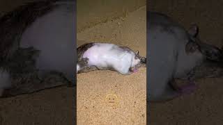 Грубанул с прикормкой #приколы #пляж #жизньвовьетнаме