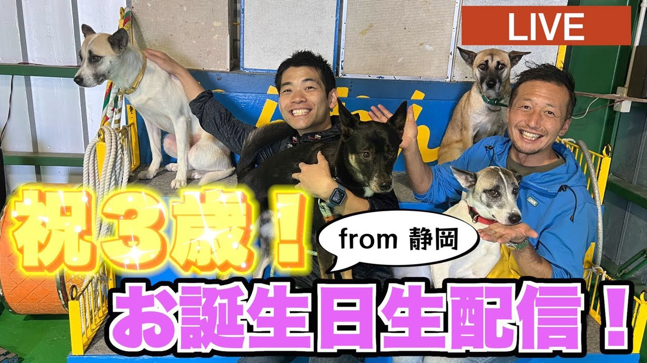 【元保護犬】離れて暮らす兄弟勢揃いで3歳の誕生日をお祝いする生配信!