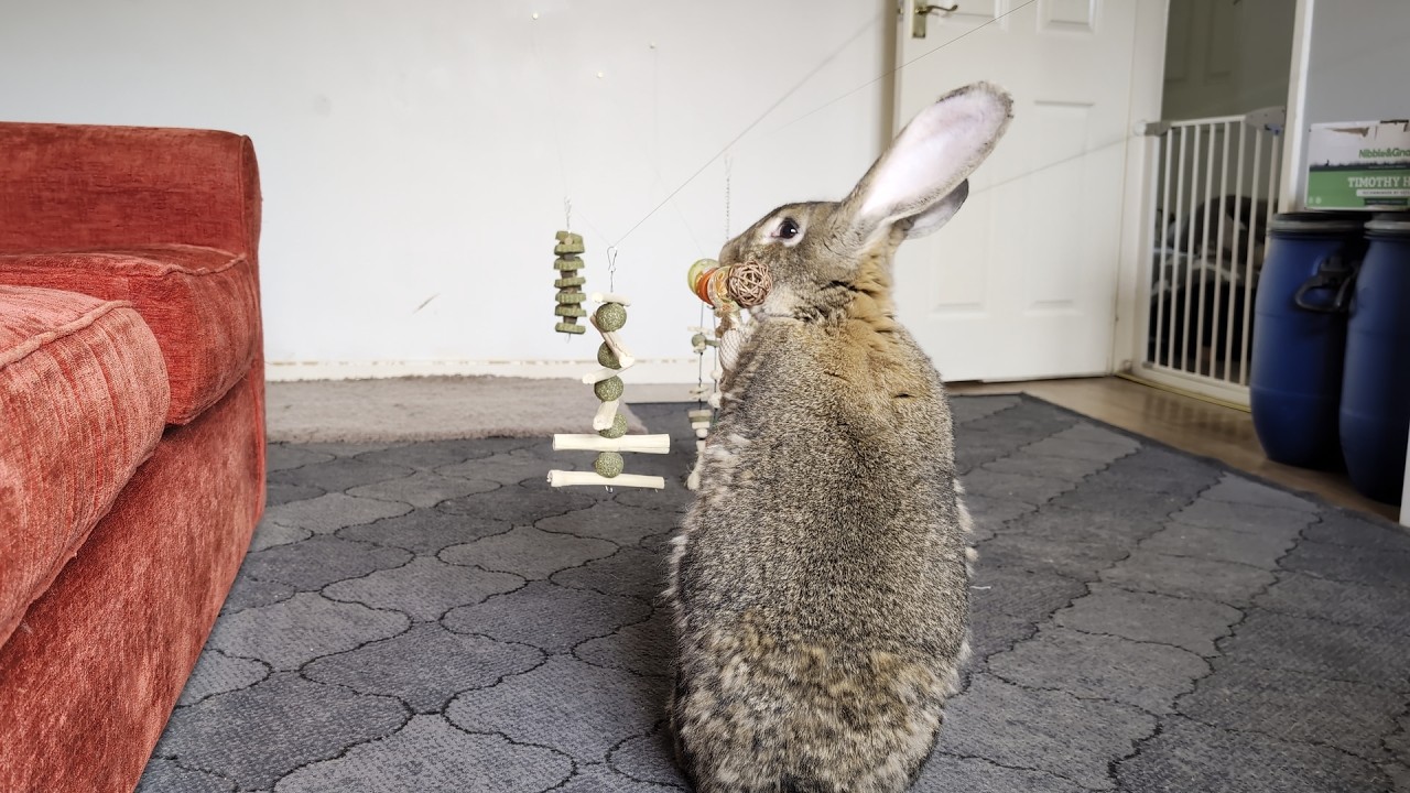 How To Keep Your Flemish Giant Rabbit BUSY!