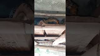 Ngasih Makan Anak Biawak Liar #shorts #varanussalvator #reptiles