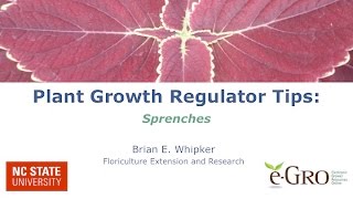 Tips on Applying PGR Sprenches