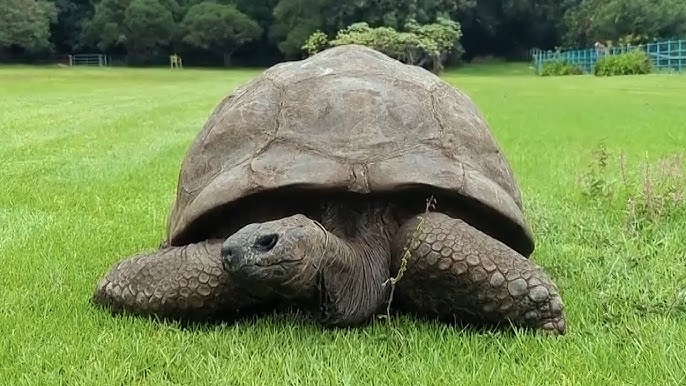 Giant Tortoise Named Jonathan Turns 192 Years Old
