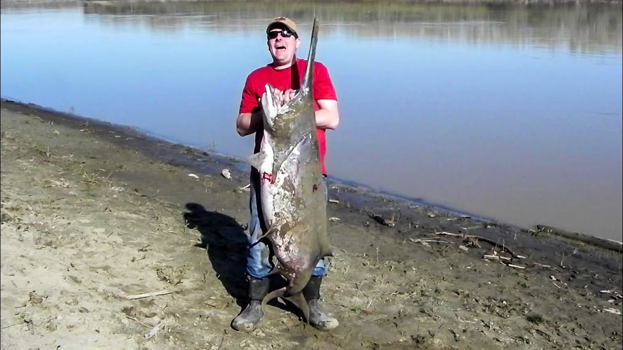 Paddlefishing the Missouri River YouTube