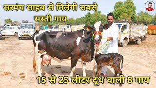 15 से 25 लीटर दूध वाली 8 गाय बिकाऊ। 15 to 25 litre milking capacity 8 cows for sale