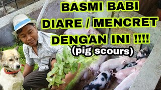 Cara Atasi Diare atau Mencret pada Babi. Peternakan Babi di Bali