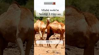 Allahın Sevdiği 3 Hayvan