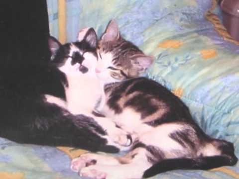 「おれ、ねこ」おれ、Cayenne！