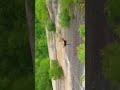 Baboon Saves the Day from Leopard 🐒🐆