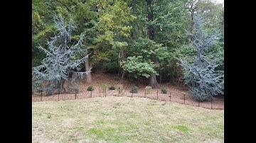 Two Minutes with Trees in Fort Tryon Park - ATLAS BLUE CEDAR
