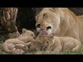 Wild african diary  tale of big cats  lions leopards and cheetahs   nature documentary 2021