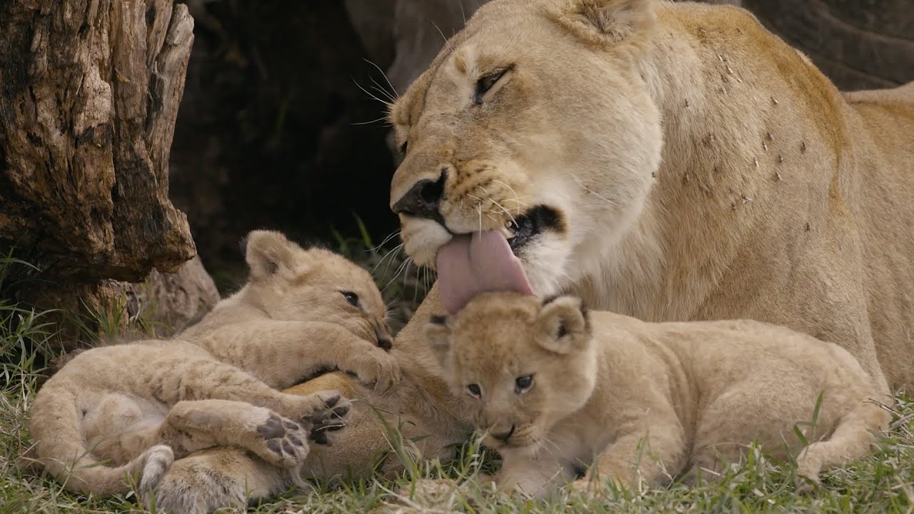 Wild African Diary - Tale Of Big Cats Lions, Leopards, and Cheetahs