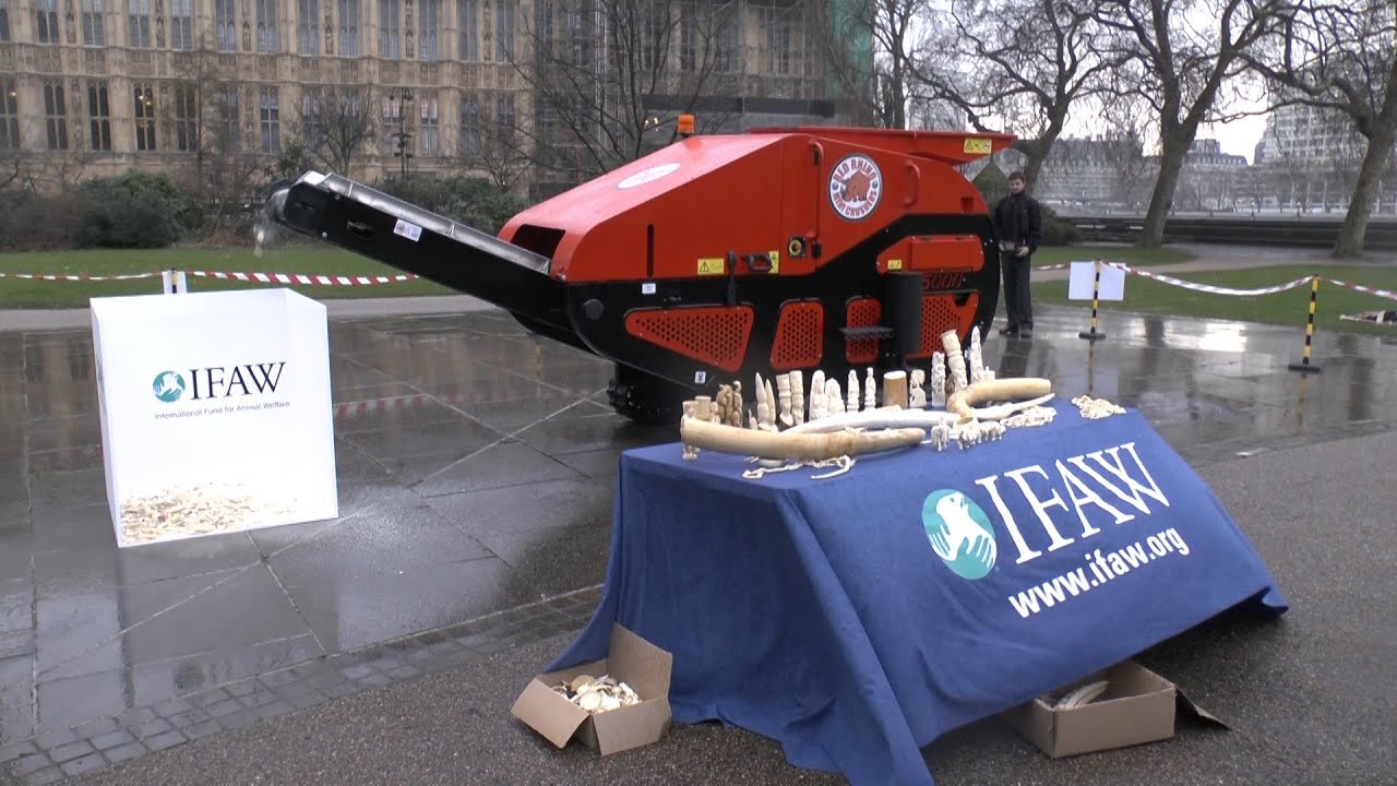 animal welfare charity shop waterford IFAW UK ivory crush 2014