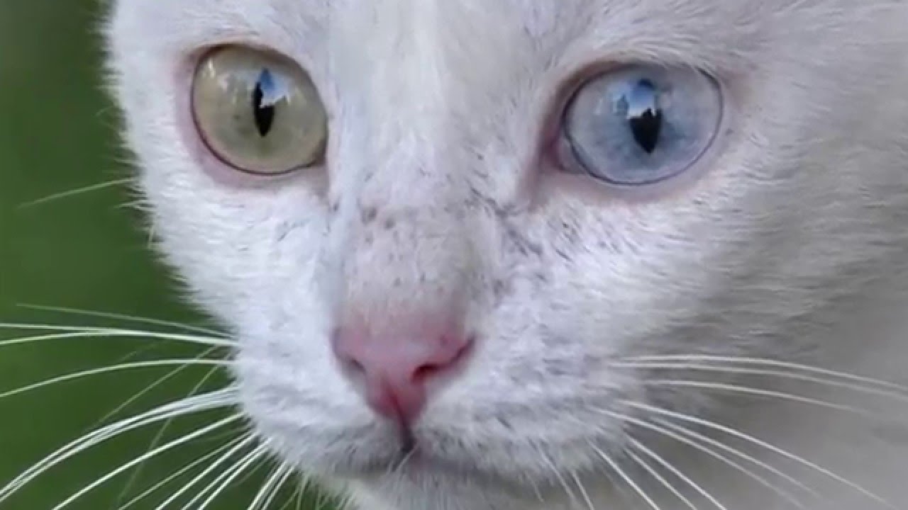 Turcja Koty Van Cats Van Youtube