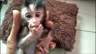 Rescue Baby Monpai