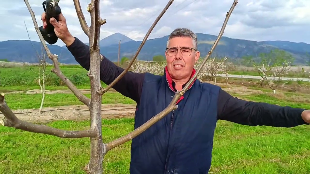 Κλάδεμα καρυδιάς Τσάντλερ 2ο-3ο χρόνο