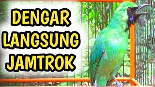 Buat Cucak Ijo Anda Gacor dalam hitungan DETIK