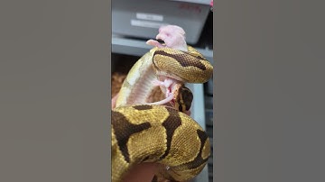 Ball Python Taking Candy From A Baby #shorts