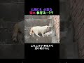野良猫のホームスクーリング。厳しく、だけど優しく。母猫の教育法