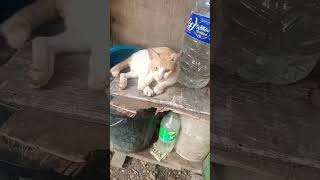 Hello Romeo The Cat cat mycutecat