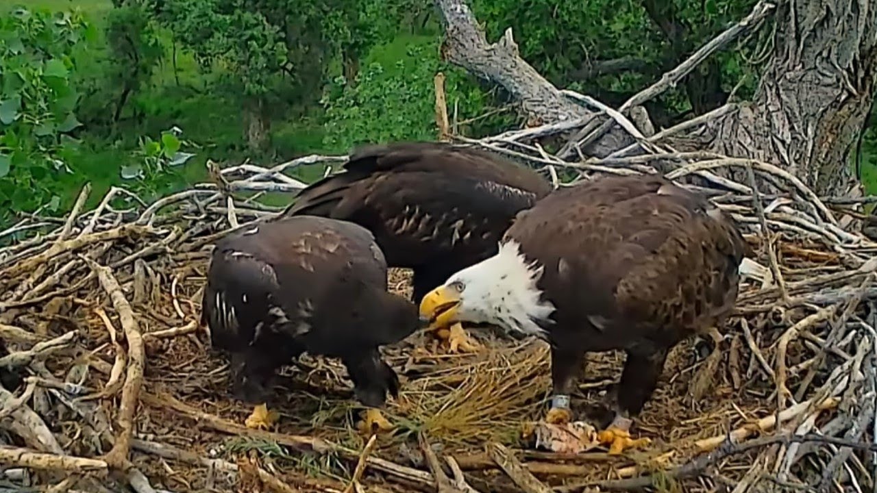 Birds with Nature Live Stream e01