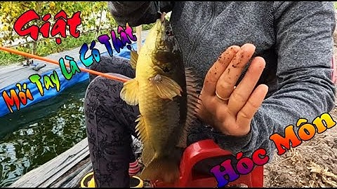 Câu Cá Rô Đồng Ở Hóc Môn Giật Mỏi Tay Là Có Thật