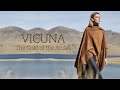 Vicuna  the worlds finest natural fiber  alpaca collections