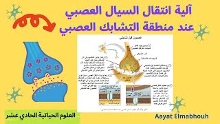 آلية انتقال السيال العصبي عند منطقة التشابك العصبي| العلوم الحياتية| الحادي عشر. @AayatElmabhouh