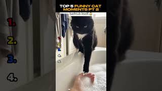 🐾 Funny Cats Are Back! Part 2 😹 #Shorts