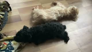 Amore joins her love Joey on the floor to nap and then changes her mind at the end of the video