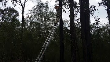 Bookbook Owl nesting box installation #2
