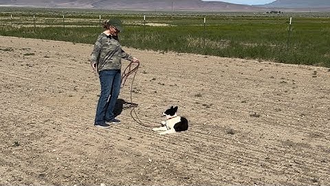 Kit the Border Collie puppy learns “Lie Down”
