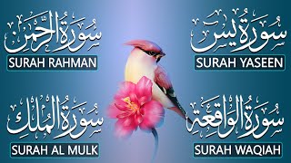 Magical Recitation Surah Yaseen (Yasin) | Surah Rahman | Surah Waqiah | Surah Mulk